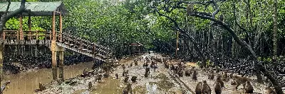 TOUR RỪNG NGẬP MẶN - KHU BẢO TỒN CÁ SẤU - CĂN CỨ RỪNG SÁC - BIỂN - CHỢ HẢI SẢN
