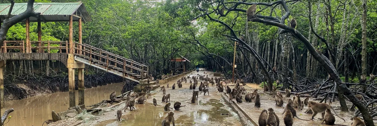 TOUR RỪNG NGẬP MẶN - KHU BẢO TỒN CÁ SẤU - CĂN CỨ RỪNG SÁC - BIỂN - CHỢ HẢI SẢN — Hồ Chí Minh — Cần Giờ, Việt Nam