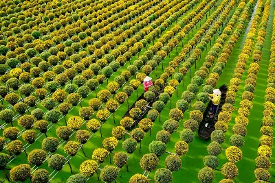 TOUR HỒ CHÍ MINH - ĐỒNG THÁP (LÀNG HOA SA ĐÉC - HAPPY LAND HÙNG THY - VƯỜN QUÝT HỒNG LAI VUNG - CHÙA LÁ SEN) (ảnh 2)