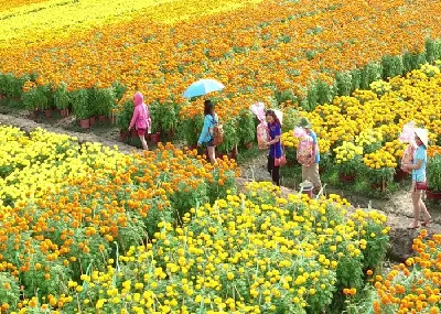 Làng Hoa Sa Đéc - Vườn Quýt Hồng Lai Vung - Chùa Lá Sen