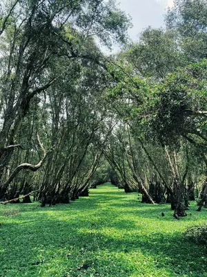 TOUR CẦN THƠ – CHÂU ĐỐC – MIẾU BÀ CHÚA XỨ - RỪNG TRÀM TRÀ SƯ (ảnh 3)
