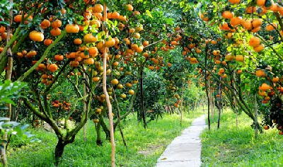 TOUR THAM QUAN MỸ THO - VƯỜN TRÁI CÂY - BẾN TRE 1 NGÀY (ảnh 4)