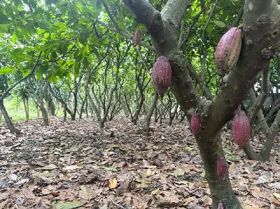 TOUR BUÔN MA THUỘT - HỒ LAK - VƯỜN TRÁI CÂY (ảnh 4)