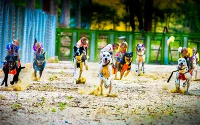 TOUR NHA PHU (SUỐI HOA LAN – ĐẢO KHỈ) 1 NGÀY – CÓ XE ĐÓN TẠI NHA TRANG (ảnh 3)