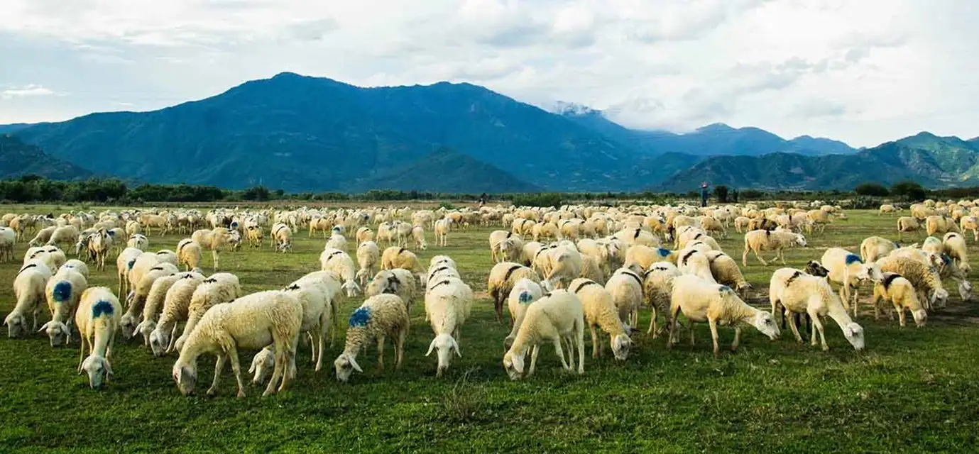 TOUR VỊNH VĨNH HY – ĐỒI CÁT MŨI DINH — Ninh Thuận, Việt Nam