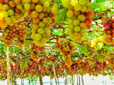 TOUR VỊNH VĨNH HY – ĐỒI CÁT MŨI DINH (ảnh 2)