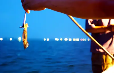Trải nghiệm câu mực đêm tại Nha Trang (ảnh 4)