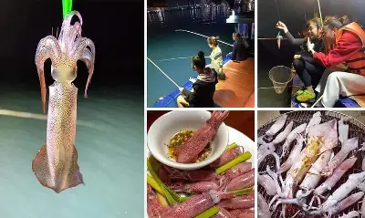 Trải nghiệm câu mực đêm tại Nha Trang (ảnh 5)