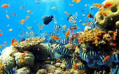 Khám phá vẻ đẹp biển 3 đảo Nha Trang (ảnh 4)