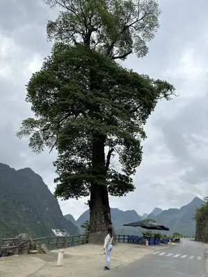 Cao nguyên đá Hà Giang 4 ngày 3 đêm (xe máy) (ảnh 4)