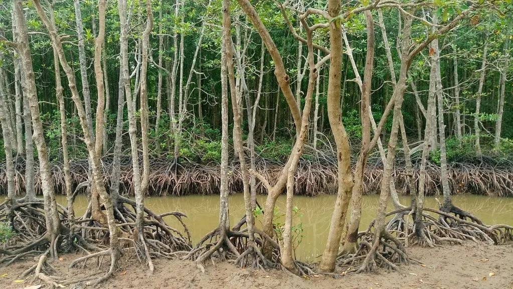 Tour tham quan Cần Giờ – Đảo Khỉ trong ngày — Hồ Chí Minh — Cần Giờ