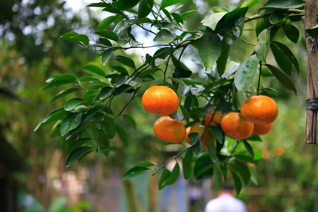 TOUR HỒ CHÍ MINH - ĐỒNG THÁP (LÀNG HOA SA ĐÉC - HAPPY LAND HÙNG THY - VƯỜN QUÝT HỒNG LAI VUNG - CHÙA LÁ SEN) — Đồng Tháp — Hồ Chí Minh