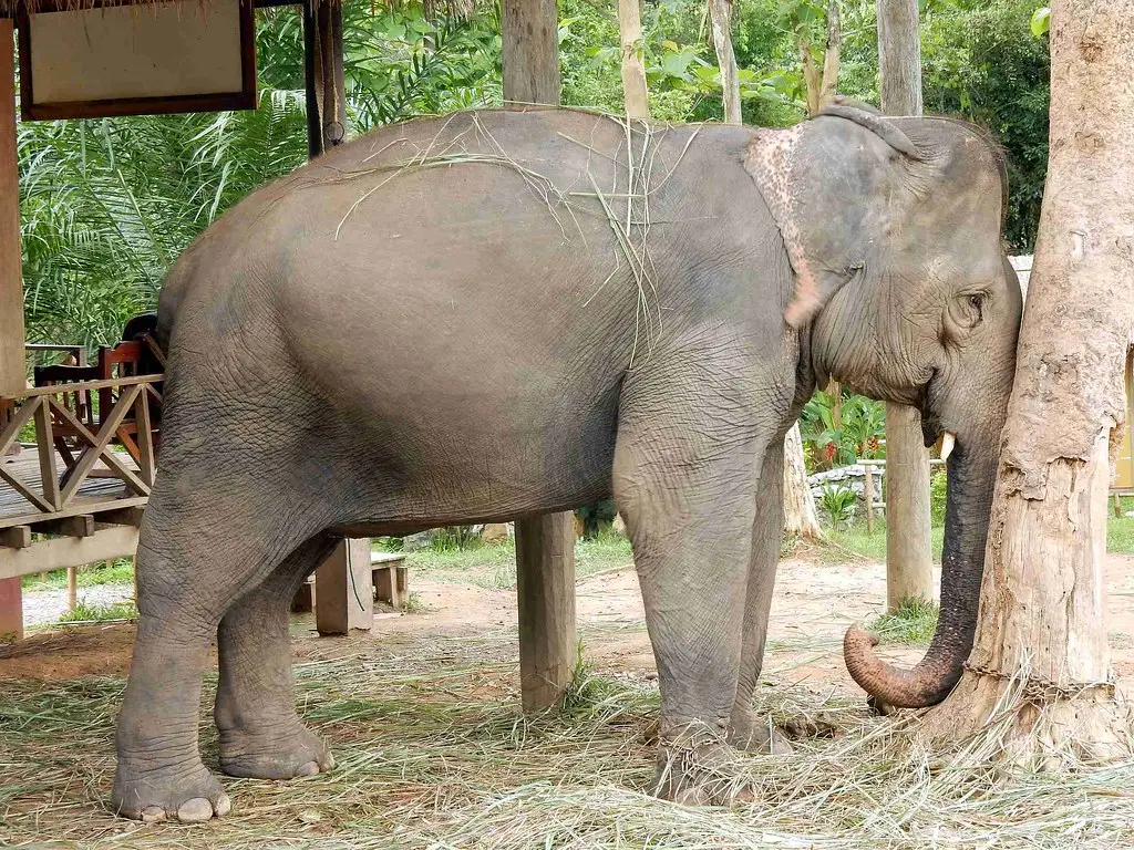 TOUR LÀO: TRẢI NGHIỆM QUẢN TƯỢNG LUANG PRABANG 2 NGÀY 1 ĐÊM