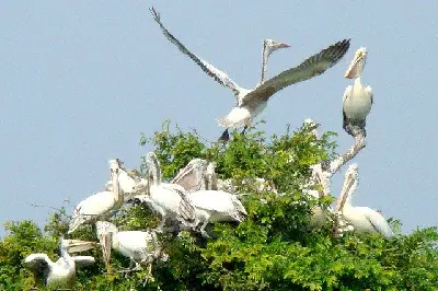 Tour Siem Reap trong ngày: ngắm chim hoang dã (ảnh 5)
