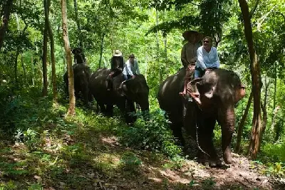 Tour Luang Prabang trong ngày: trải nghiệm voi (ảnh 2)