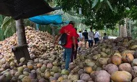 Du thuyền Việt Nam 1 ngày: Bến Tre – Mỹ Tho (riêng)