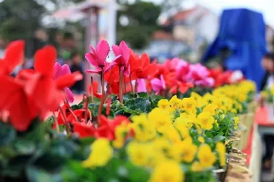 Tour trekking Việt Nam 4 ngày: TP.HCM – Đà Lạt – Mũi Né (ảnh 5)