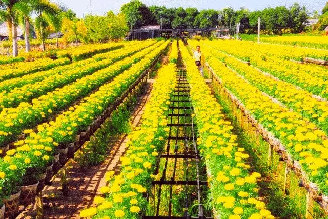 Du thuyền Việt Nam – Campuchia 4 ngày: TP.HCM – Mỹ Tho – Cái Bè – Châu Đốc