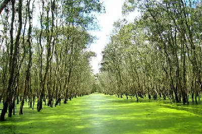 Tour Việt Nam 3 ngày: TP.HCM – Cái Bè – Châu Đốc (ảnh 2)