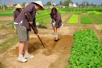 Tour trekking Việt Nam 1 ngày: Trà Quế (xe đạp) (ảnh 3)