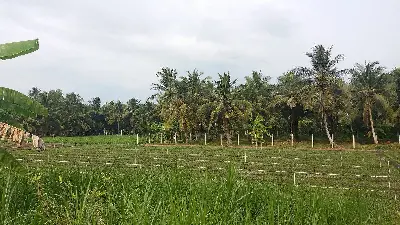 Tour ẩm thực Việt Nam 7 ngày: Hà Nội – Hội An – TP.HCM – Miền Tây (ảnh 5)