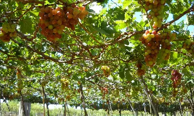 Landtour đoàn Cam Ranh – Nam Khánh Hòa: Về Miền Cát Trắng 3 ngày 2 đêm (ảnh 3)