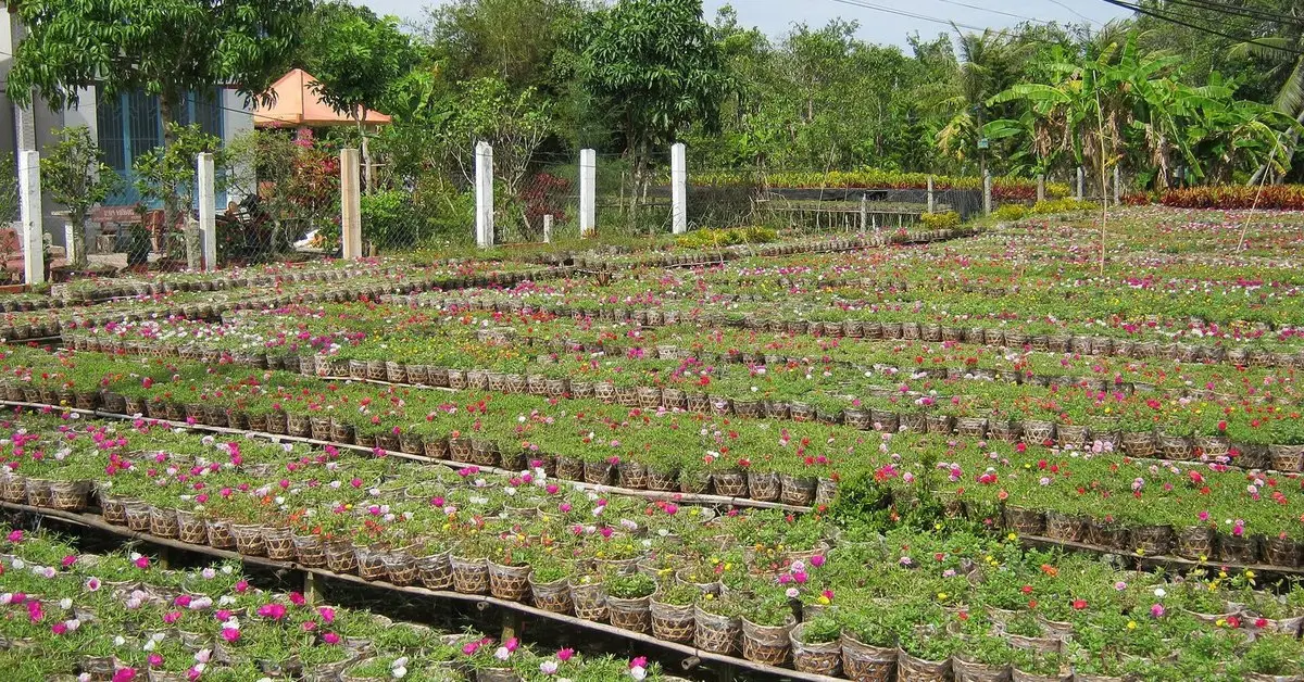 Tour riêng 1 ngày từ TP.HCM: rừng tràm Xẻo Quýt và làng hoa Sa Đéc — TP.HCM — Xẻo Quýt — Sa Đéc, Việt Nam