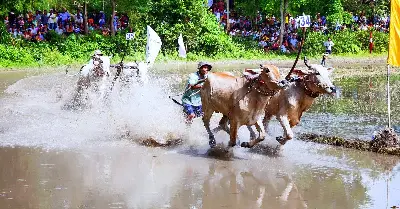 Tour Lễ hội đua bò Bảy Núi (chỉ ngày 10/10/2026) và văn hóa Chăm Châu Đốc – khởi hành từ Cần Thơ