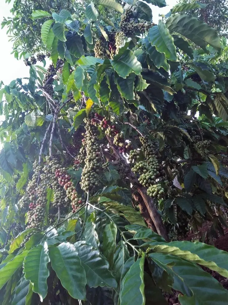 Cây cà phê trĩu quả trên đất bazan Đắk Lắk, Buôn Ma Thuột