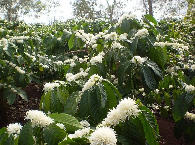 Hoa cà phê robusta nở trắng trên cao nguyên Đắk Lắk
