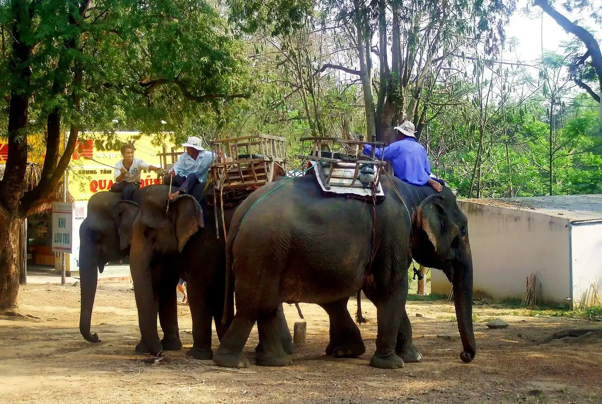 Voi ở Buôn Đôn, Đắk Lắk trong môi trường tự nhiên